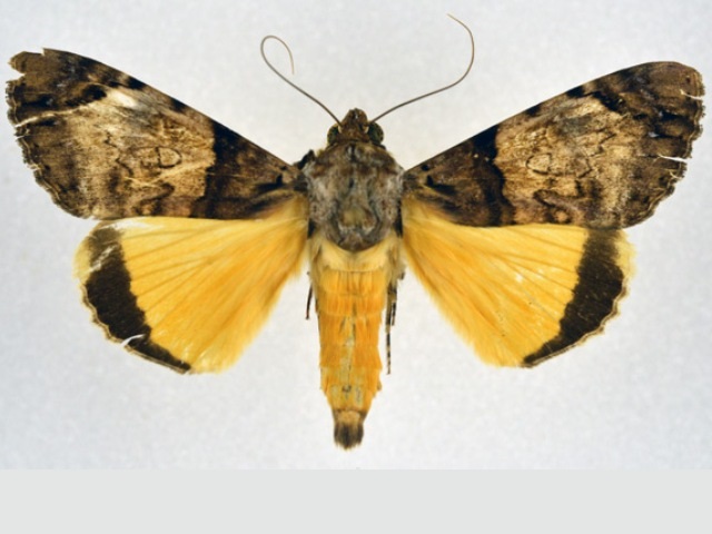 Ulotrichopus variegata